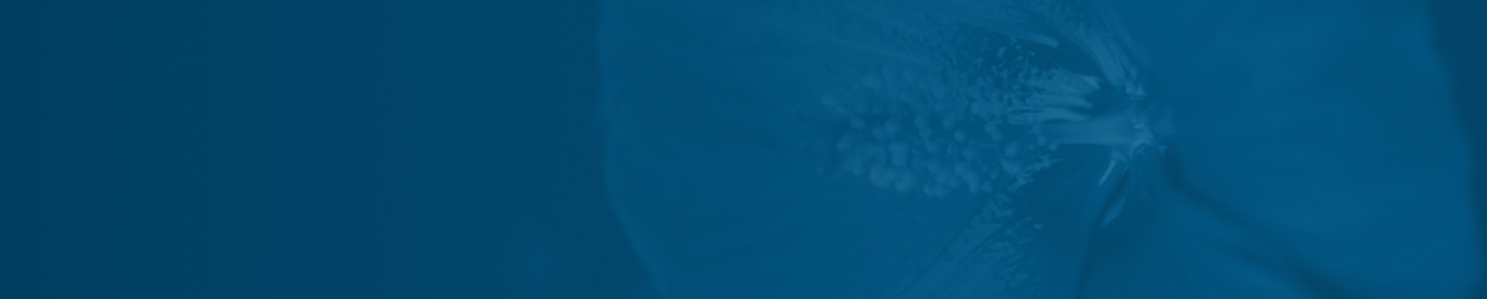 Flower Banner